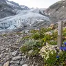 Postglaziale Biodiversität: Neue Ökosysteme im Gletschervorfeld