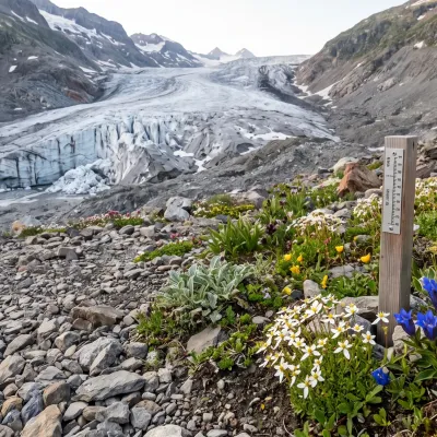 Pionierpflanzen im Gletschervorfeld eines zurueckweichenden Alpengletschers